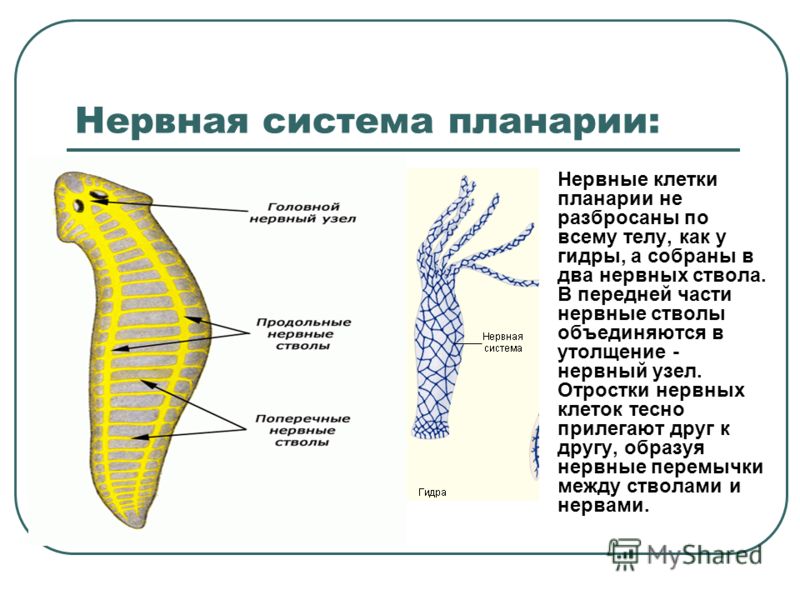 Сайт кракен через тор